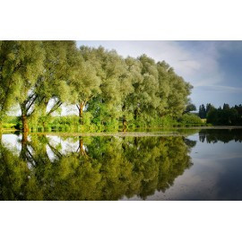 Fototapetas Ežeras apsuptas medžiais